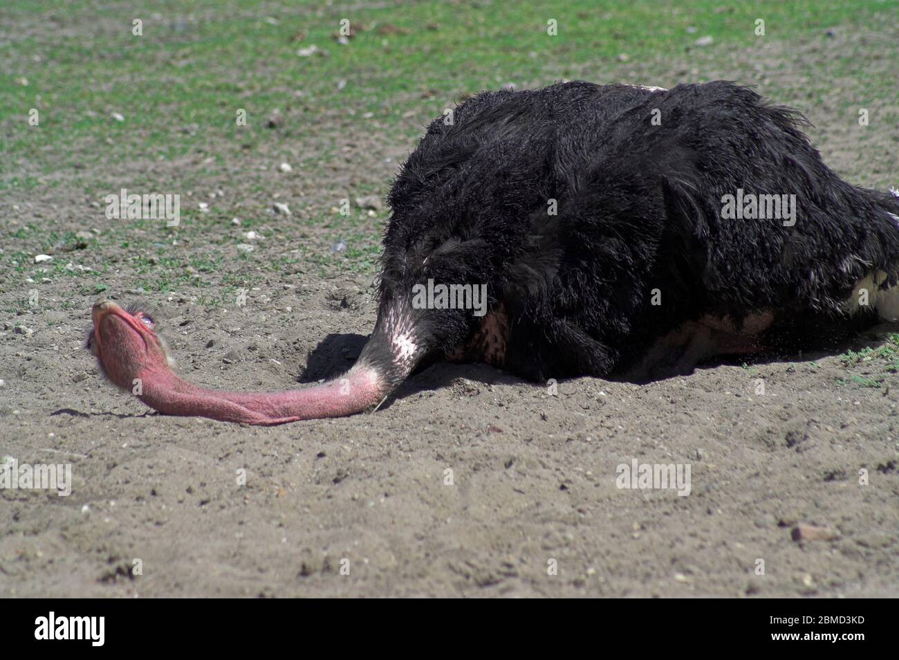 Black ostrich lying on the sand. Schwarzer Strauß, der auf dem Sand liegt. Leżący na piasku czarny struś. 說謊在沙子的黑駝鳥。 Stock Photo