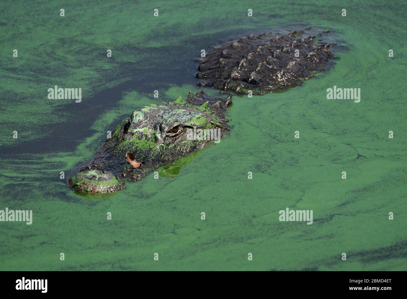 Pahokee, Florida, USA. 8th May, 2020. An alligator swims through blue-green algae in Lake Okeechobee. The blooms are a common summer phenomenon on the lake and can be toxic. Credit: Greg Lovett/ZUMA Wire/Alamy Live News Stock Photo