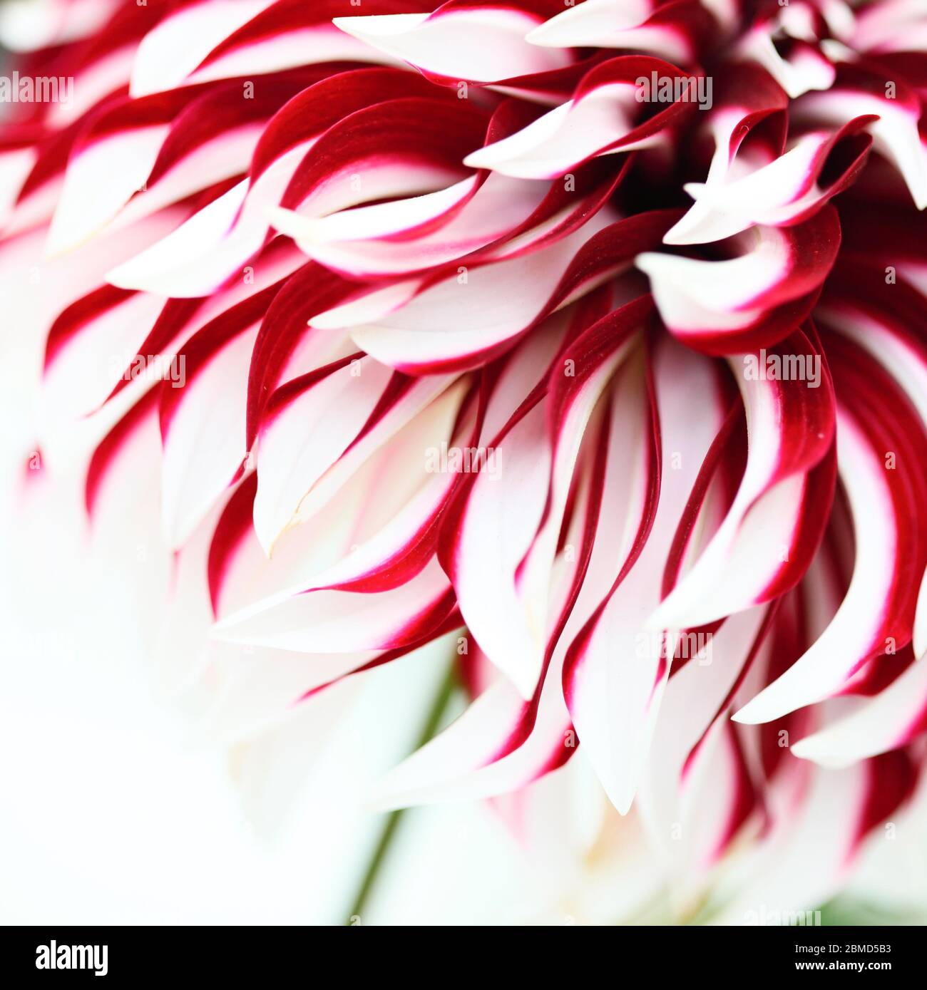 Dahlia Lifestyle High Resolution Stock Photography and Images - Alamy