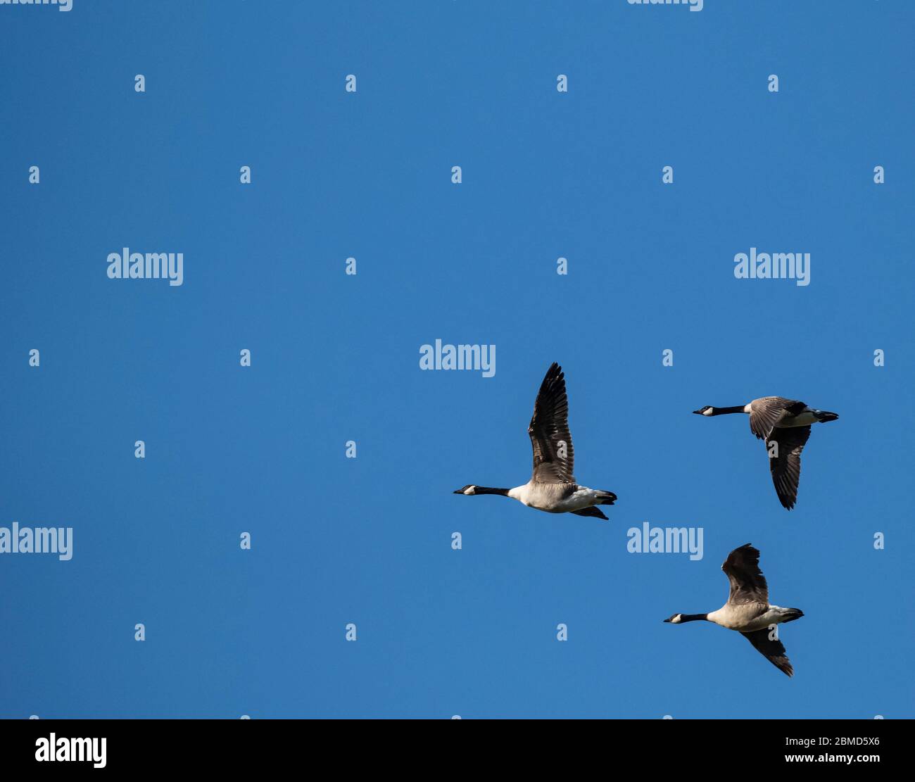 Canada Geese (Branta canadensis) in flight, Cheshire, England, UK Stock Photo
