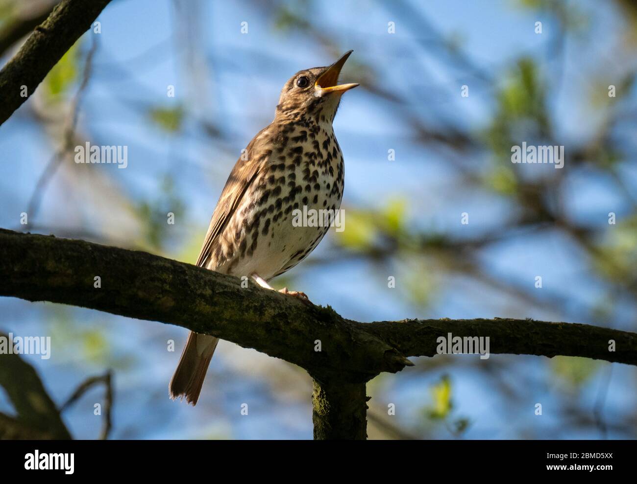 Song Thrush (Turdus philomelos), Cheshire, England, UK Stock Photo