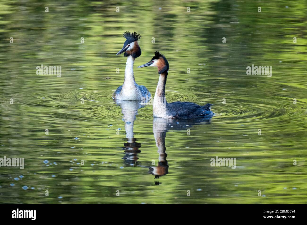 Great Crested Grebes (Podiceps cristatus) in summer plumage, River Weaver, Cheshire, England, UK Stock Photo