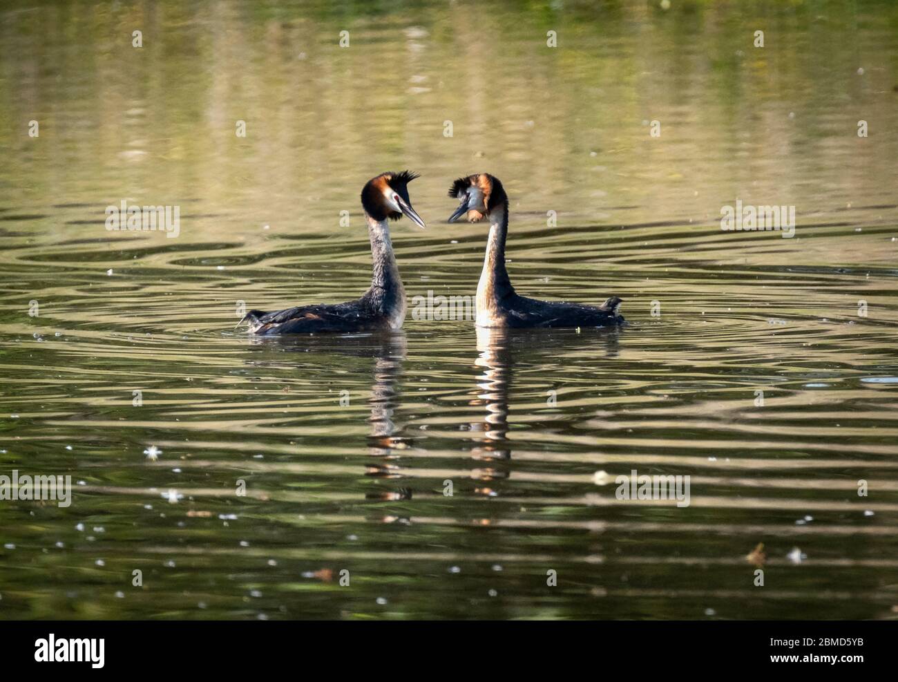 Great Crested Grebes (Podiceps cristatus) in summer plumage, River Weaver, Cheshire, England, UK Stock Photo