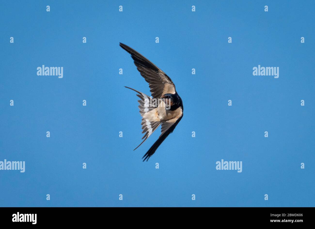 Swallow (Hirundo rustica) in flight, Vale Royal Locks, Cheshire, England, UK Stock Photo
