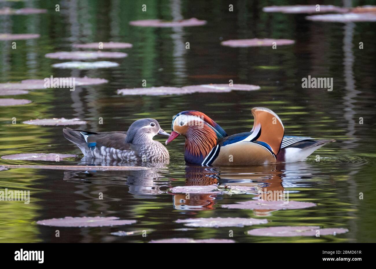Male and Female Mandarin Ducks (Aix galericulata), New Pool, Whitegate, Cheshire, England, UK Stock Photo