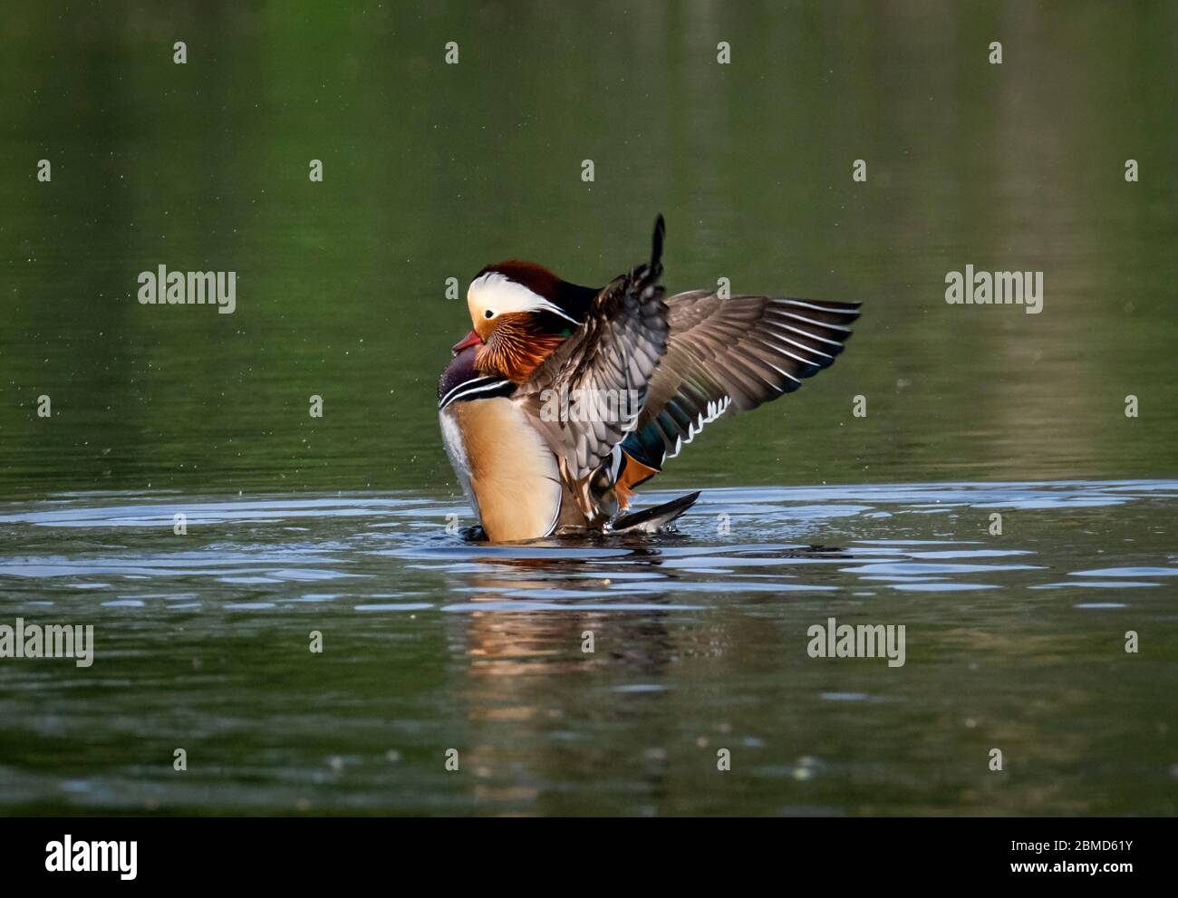 Male Mandarin Duck (Aix galericulata) stretching his wings, New Pool, Whitegate, Cheshire, England, UK Stock Photo
