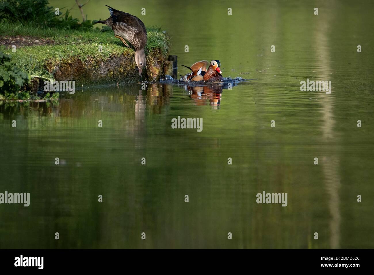 Male and Female Mandarin Ducks (Aix galericulata) on riverbank in Cheshire, England, UK The female is stretching down into the water to drink witjh pl Stock Photo