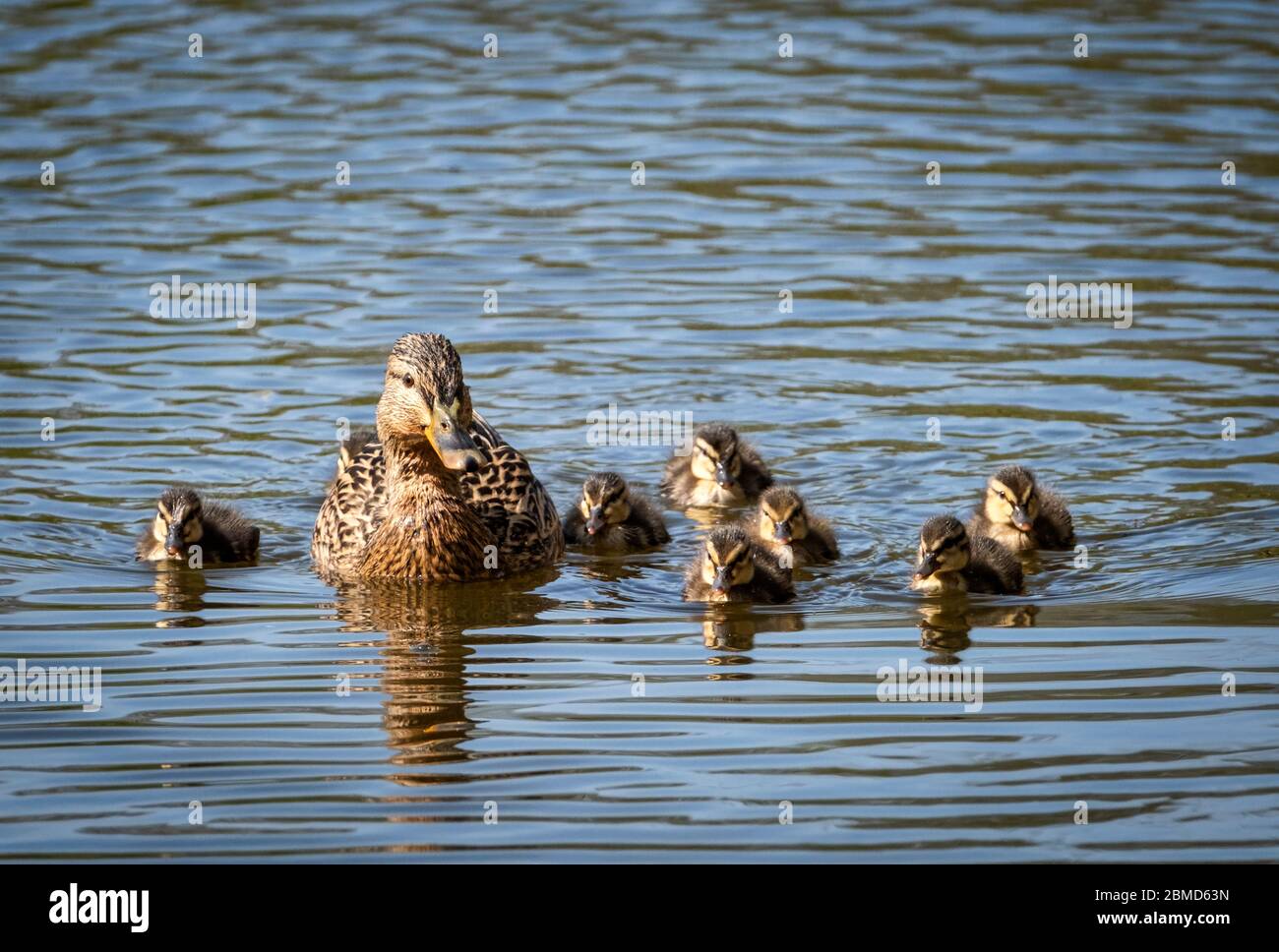 Female Mallard (Anas platyrhynchos) with Ducklings on the River Weaver, Cheshire, England, UK Stock Photo