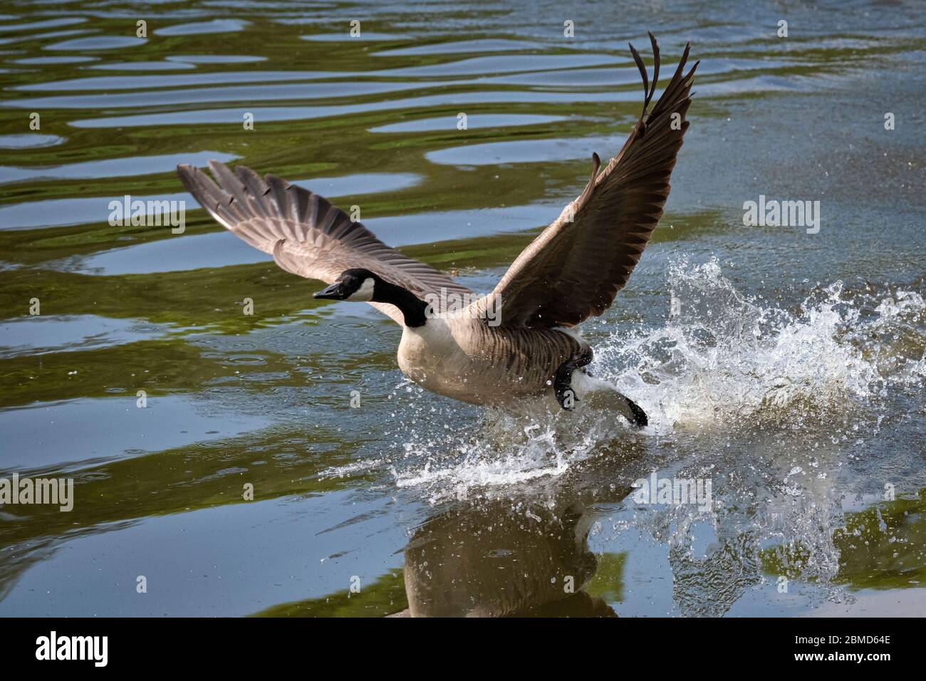 Canada Goose (Branta canadensis) taking flight, River Weaver, Cheshire, England, UK Stock Photo