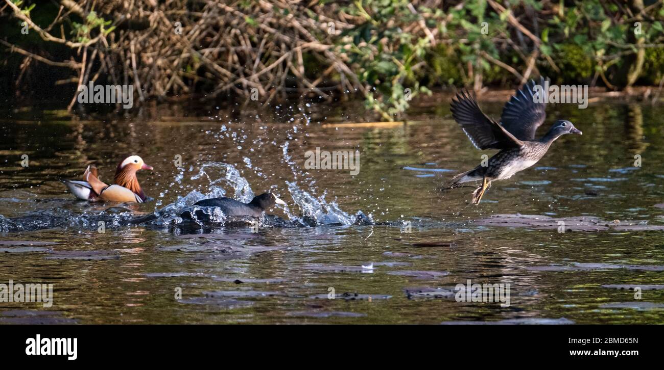 Coot (Fulica atra) chasing off female Mandarin Duck (Aix galericulata), New Pool, Whitegate, Cheshire, England, UK Stock Photo