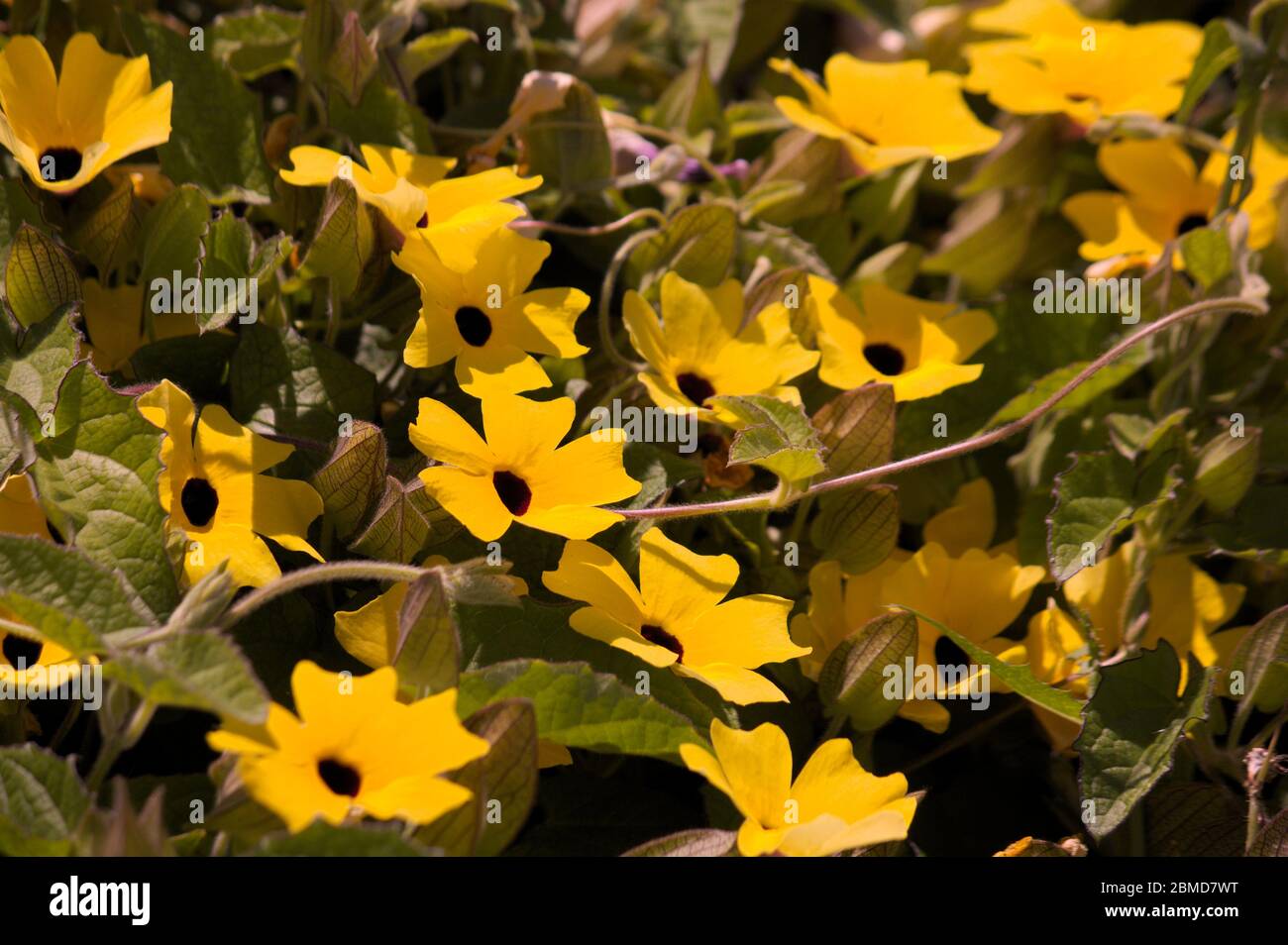 Closeup of a Thunbergia alata plant with many yellow flowers. Also