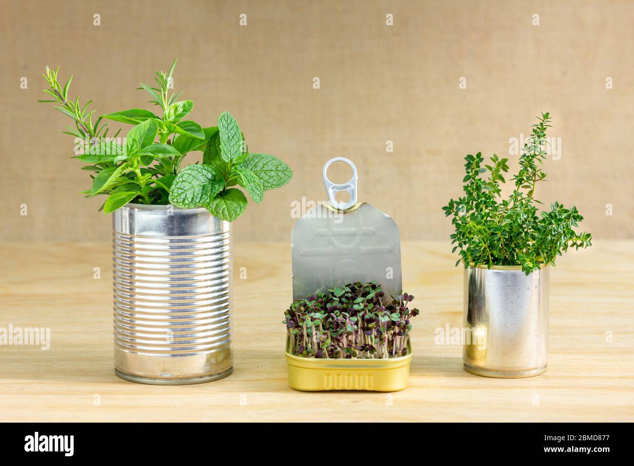 Reused tin cans containing herbs and growing salad greens, save money grow your own food at home,  zero waste, recycle, sustainable living concept. Stock Photo