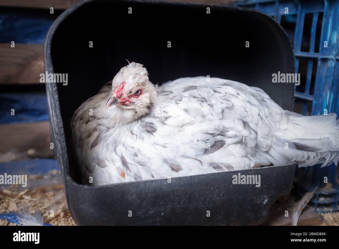 chicken laying eggs in homemade nesting box made from recycled plastic container, in hen house. home farm, zero waste, recycle, sustainable living con Stock Photo
