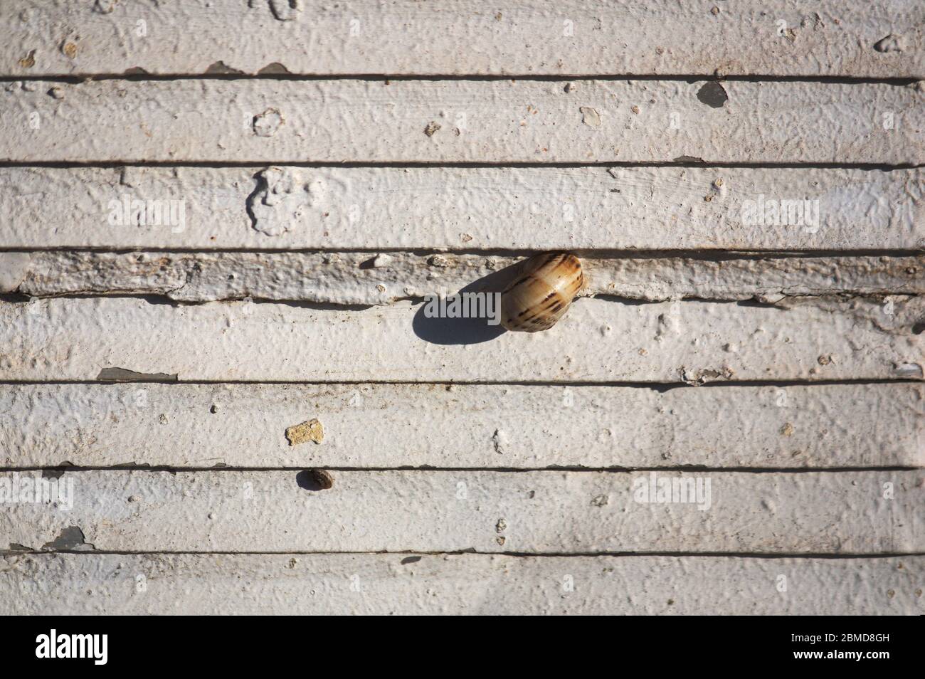 A snail isolated on a surface of horizontal lines and illuminated by ...
