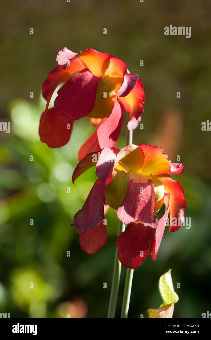 Sydney Australia, close-up of red flowers of a pitfall plant in sunshine Stock Photo