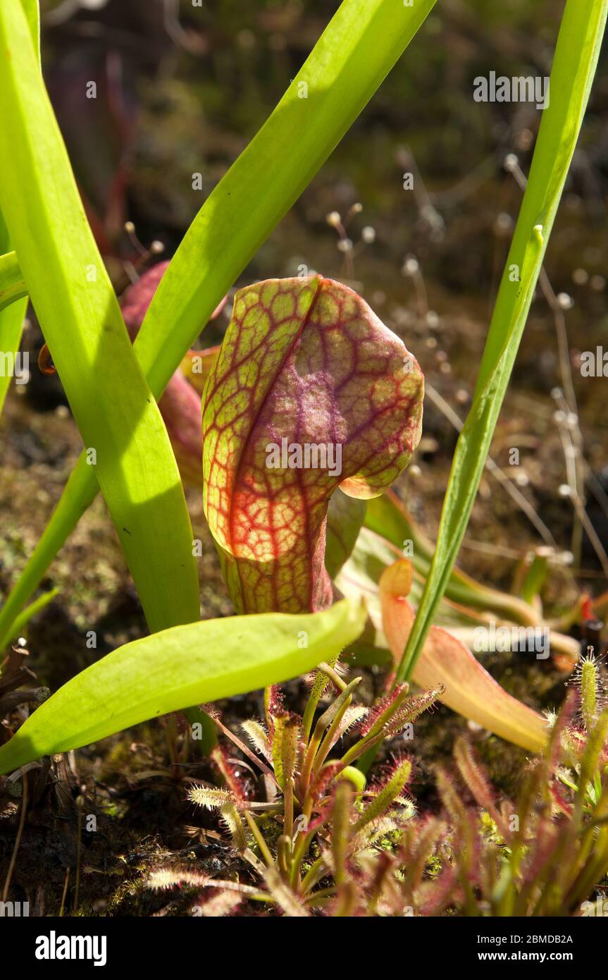 Trumpet pitcher plants hi-res stock photography and images - Alamy