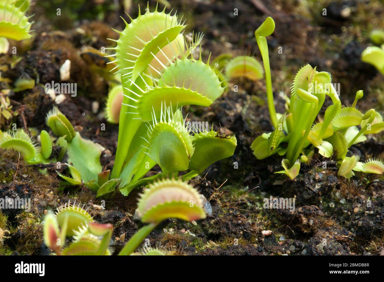 Sydney Australia, clump of Venus flytrap plants Stock Photo Alamy
