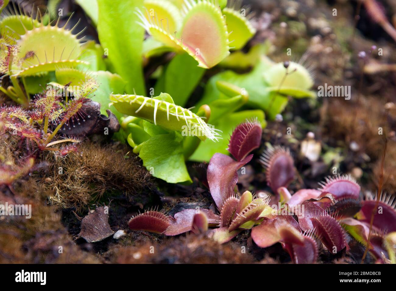 Sydney Australia, Venus flytrap plants with green and red leaves Stock