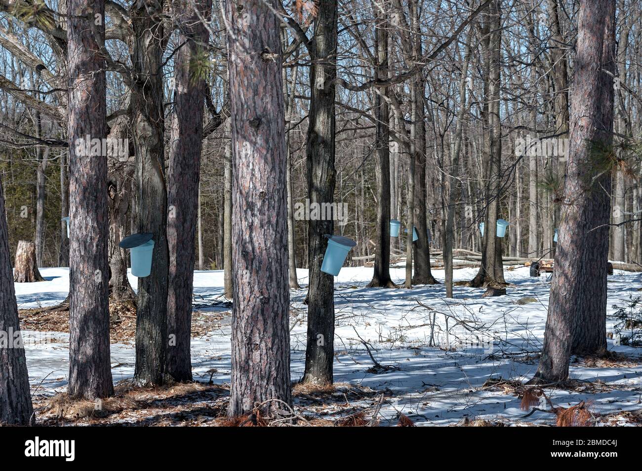 Sugar maple trees tapped for sap to make syrup, Stock Photo