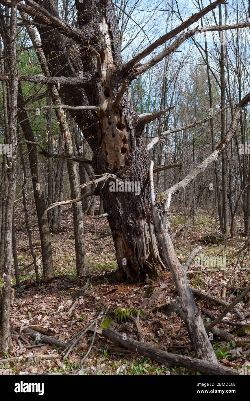 woodpecker holes in leaning dead tree. Stock Photo