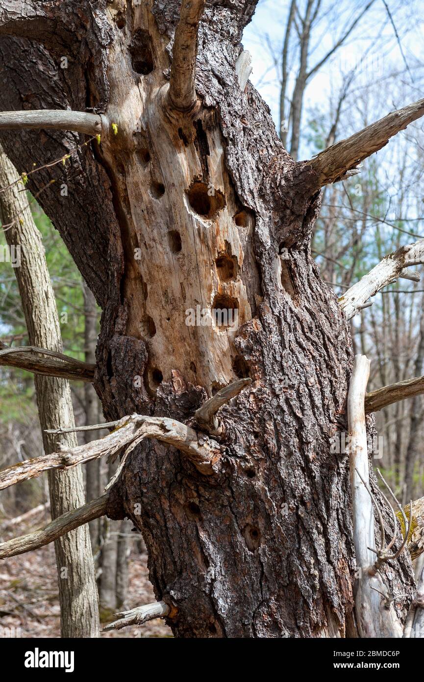Holes in bark hires stock photography and images Alamy