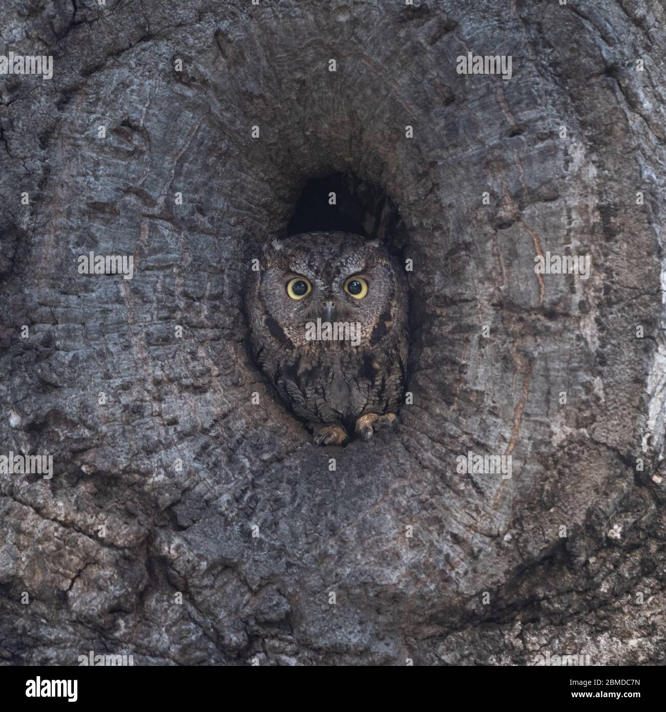 The Bark Lives - This Western Screech Owl is in the center of my frame, but avoids being seen with its amazing camouflage. Stock Photo