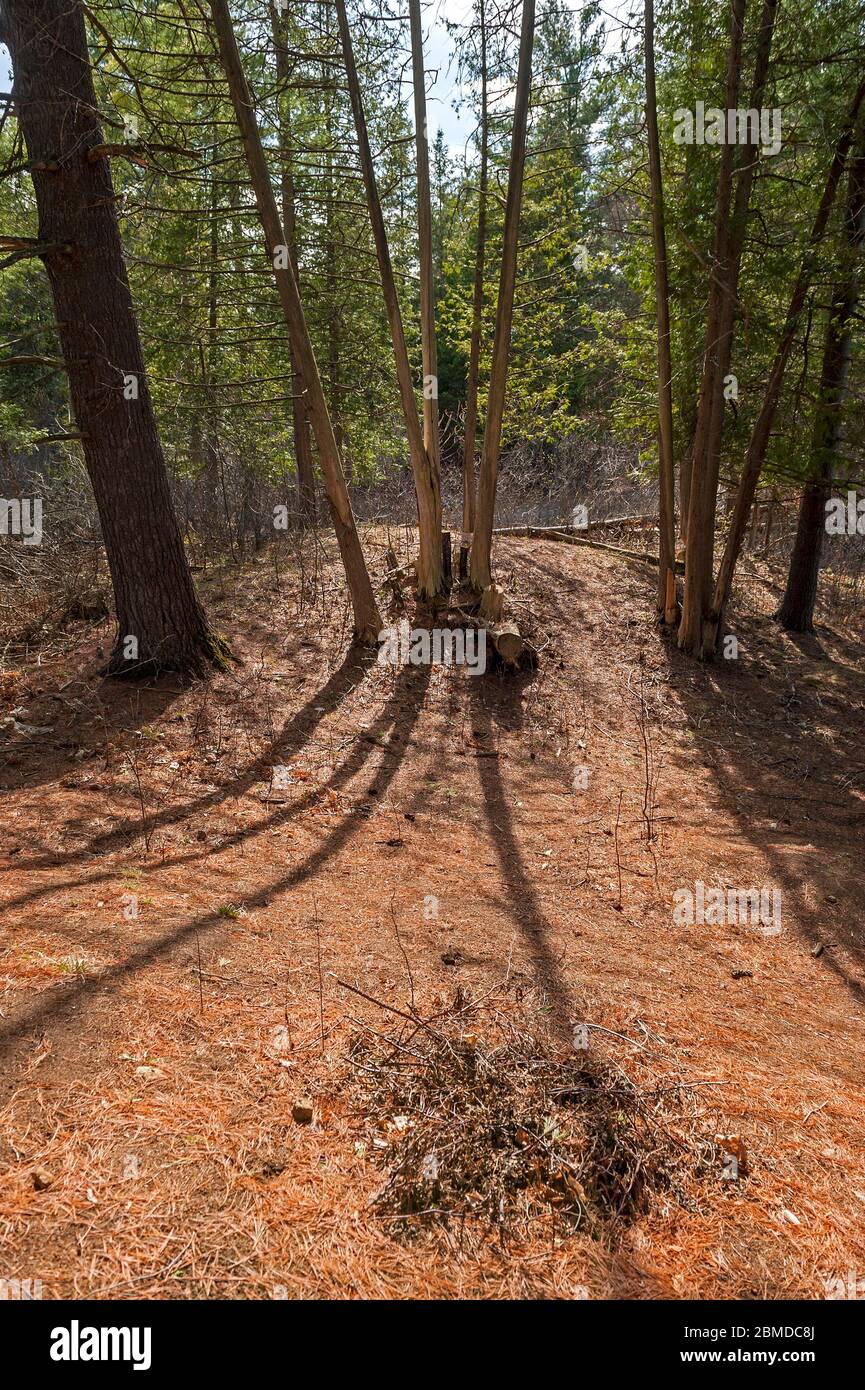 long shadows on forest floor Stock Photo