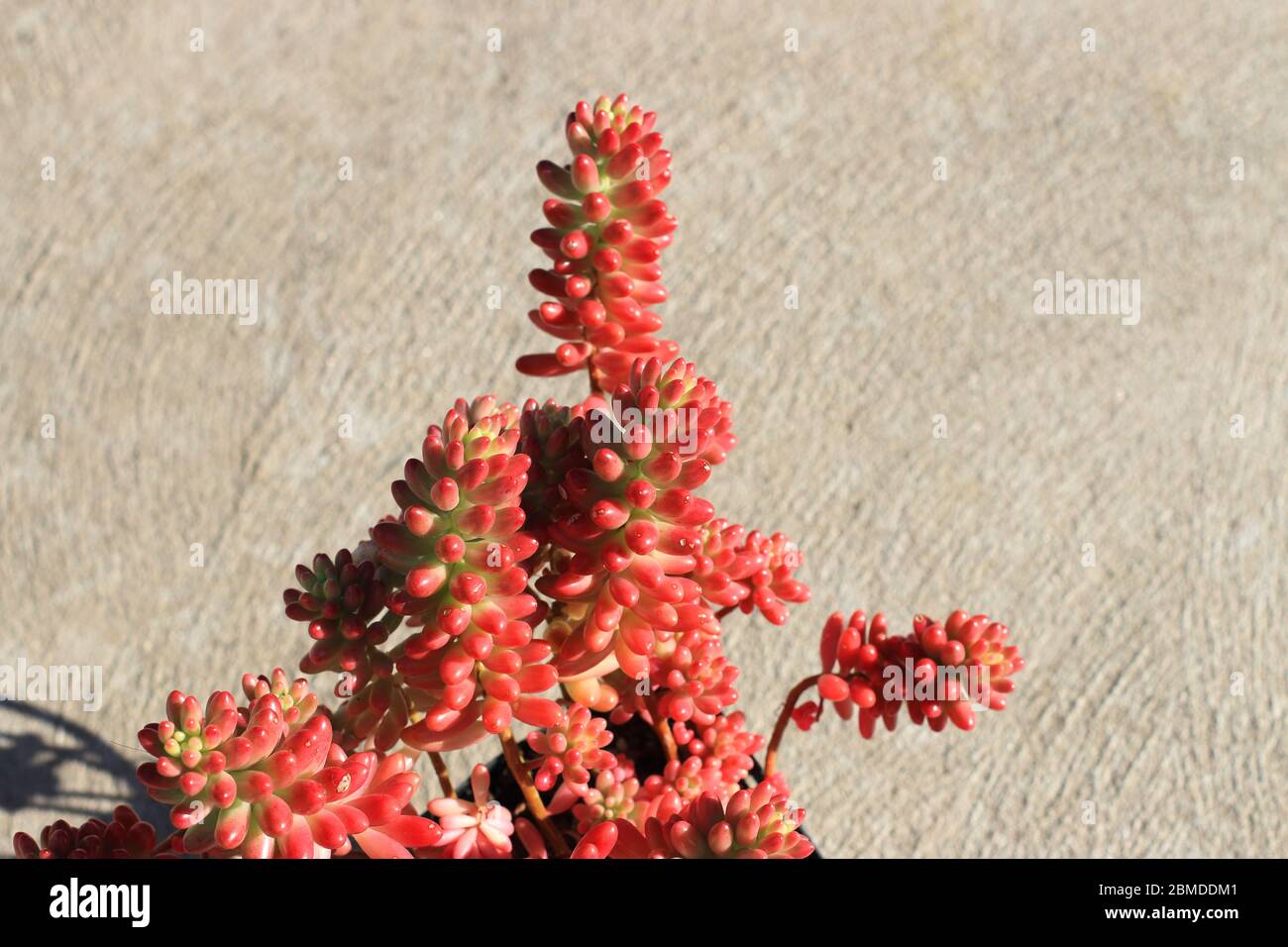 Sedum rubrotinctum or Sedum × rubrotinctum or also known as the jelly bean plant Stock Photo