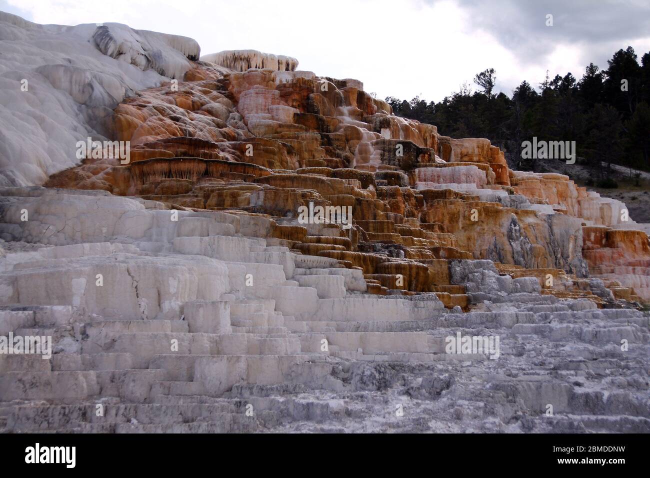 Mammoth Hot Springs in Yellowstone National Park Stock Photo Alamy