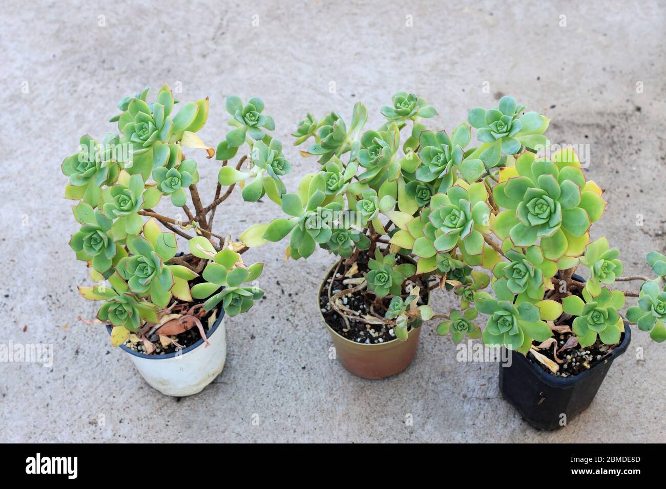 Aeonium haworthii growing in pots Stock Photo