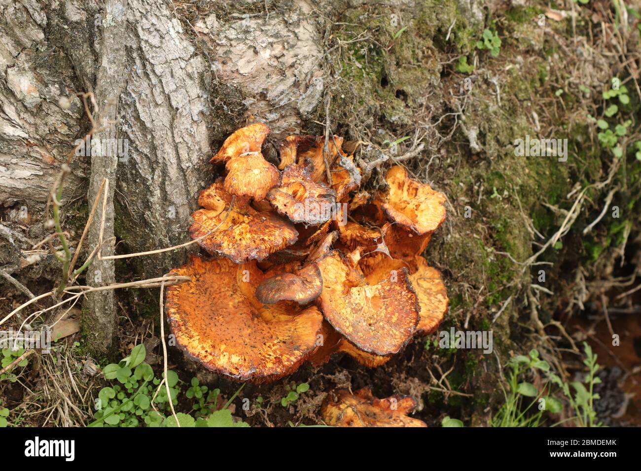 Large tree fungus Stock Photo