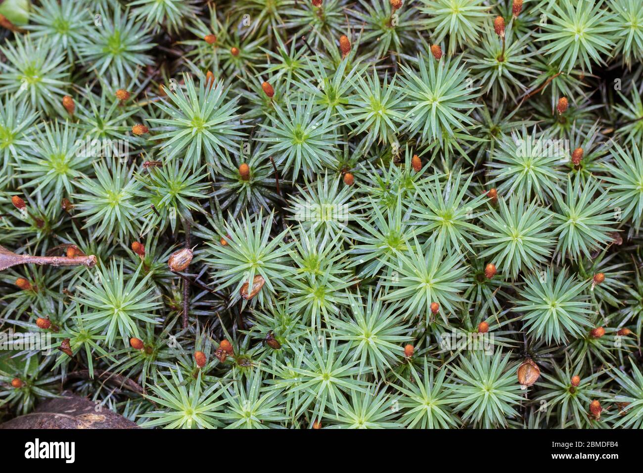 Moss growing on the rainforest floor Stock Photo Alamy