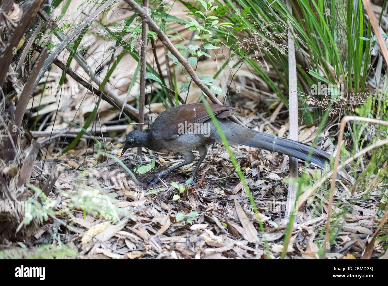 Superb Lyrebird raking through forest floor in search of invertebrates to eat Stock Photo