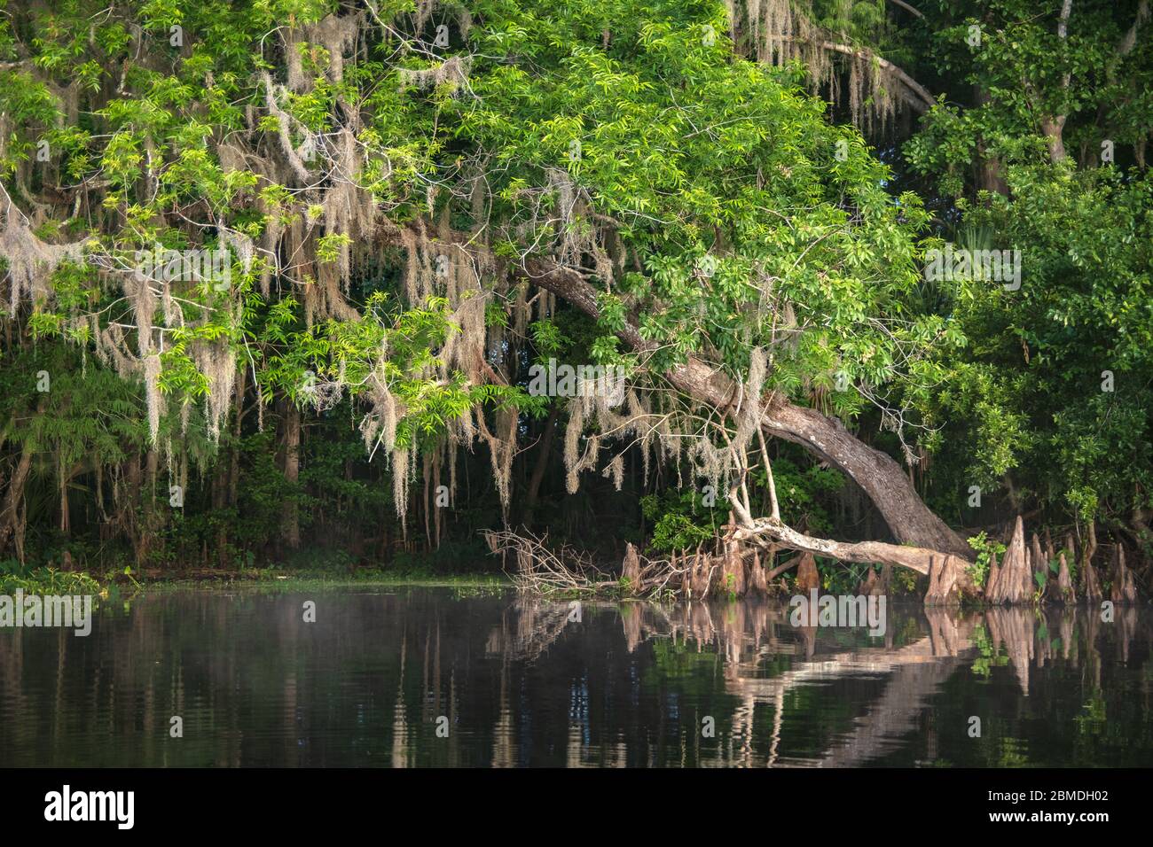 Spanish moss hangs from cypress trees along the bank of the wild and