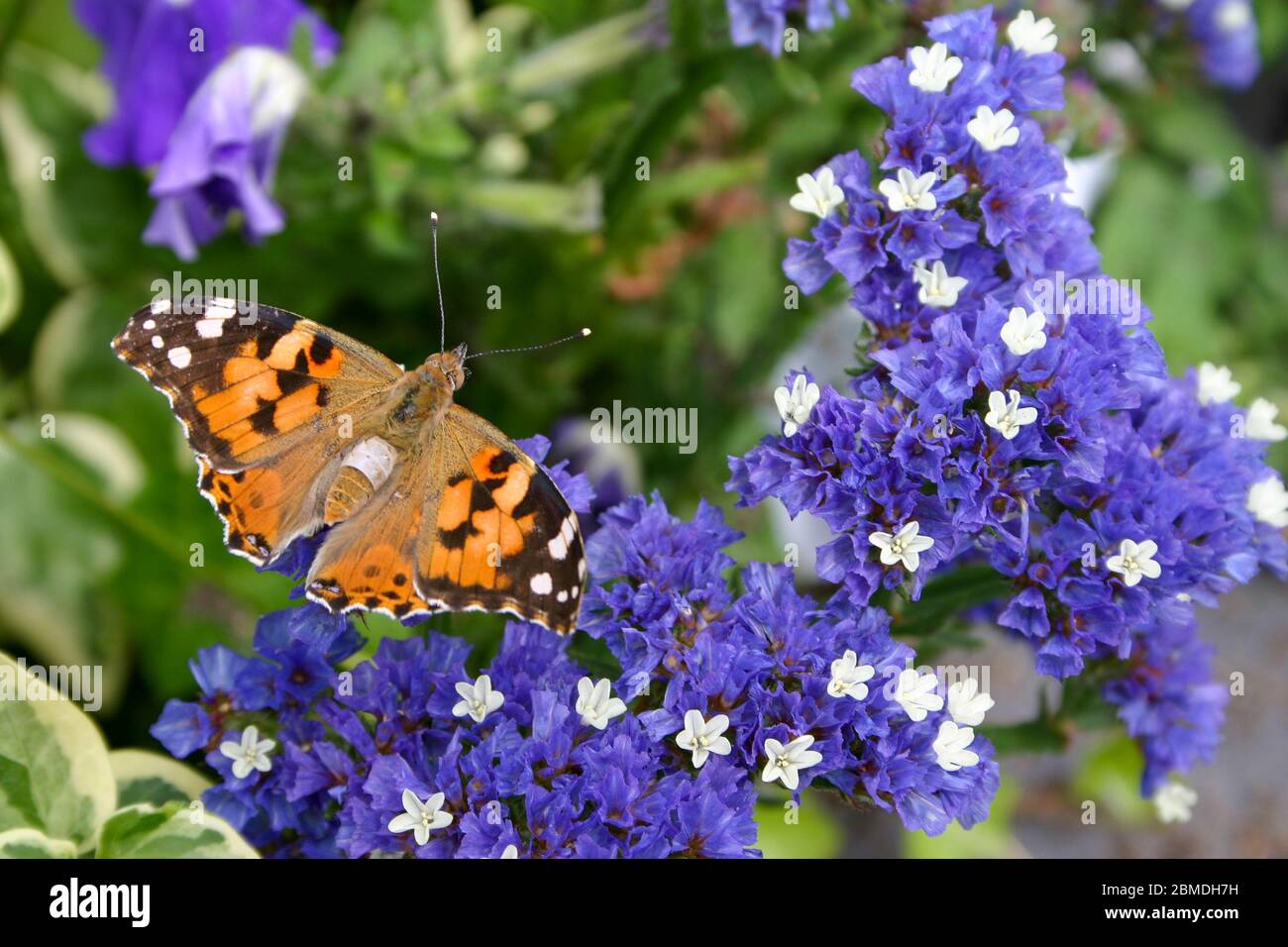 Amazing butterfly in flowers blue and white Stock Photo