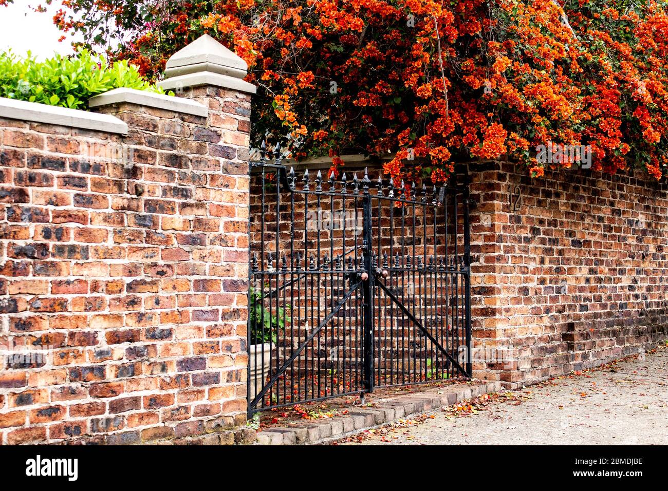 Black metal garden entrance gates set in brick fence with tree covered in orange flowers Stock Photo