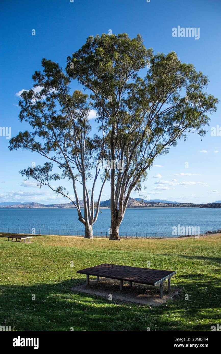 Large Eucalyptus gum trees stand beside river lake in grass parklands against blue sky Stock Photo