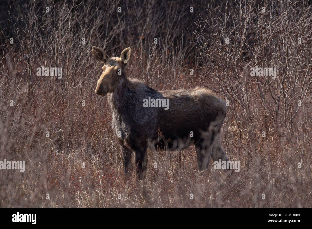 Pregnant cow moose in the meadow in Algonquin Park Stock Photo