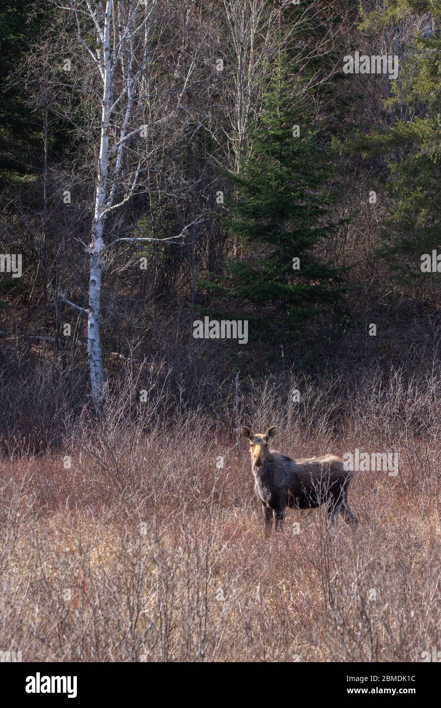 Pregnant cow moose in the meadow in Algonquin Park Stock Photo