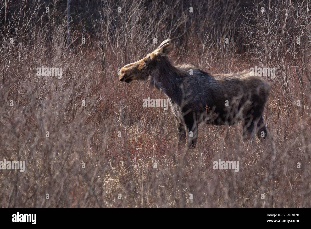 Pregnant cow moose in the meadow in Algonquin Park Stock Photo