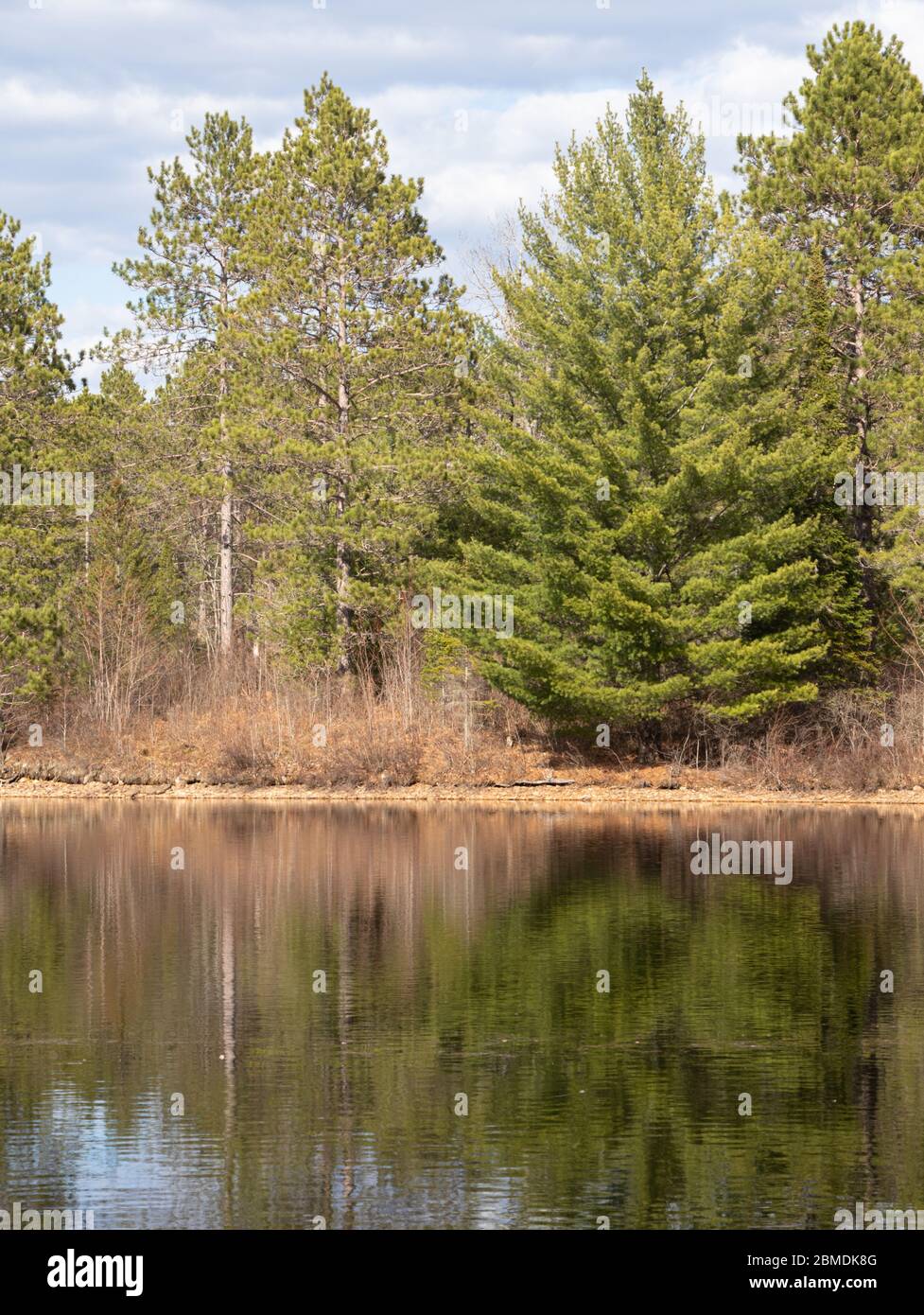 Spring forest scenery reflected in the calm lake in Ontario Canada ...