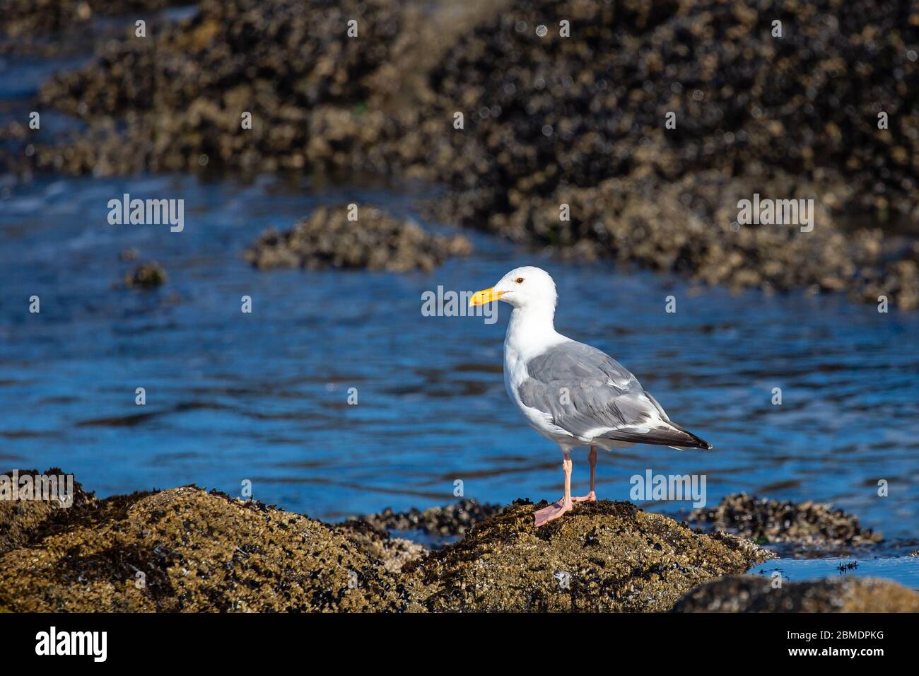 Western Gull (Larus occidentalis) standing on rocks next to the Pacific Ocean, horizontal Stock Photo
