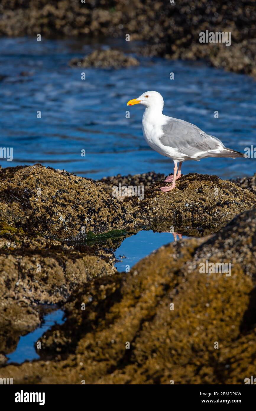 Western Gull (Larus occidentalis) standing on rocks next to the Pacific Ocean, vertical Stock Photo