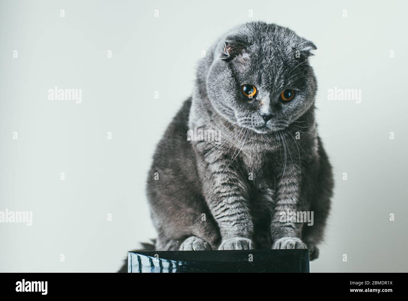 Scottish fold gray cat with orange eyes sits on acustic loudspeaker alone and bored. Stay at home coronavirus quarantine concept Stock Photo