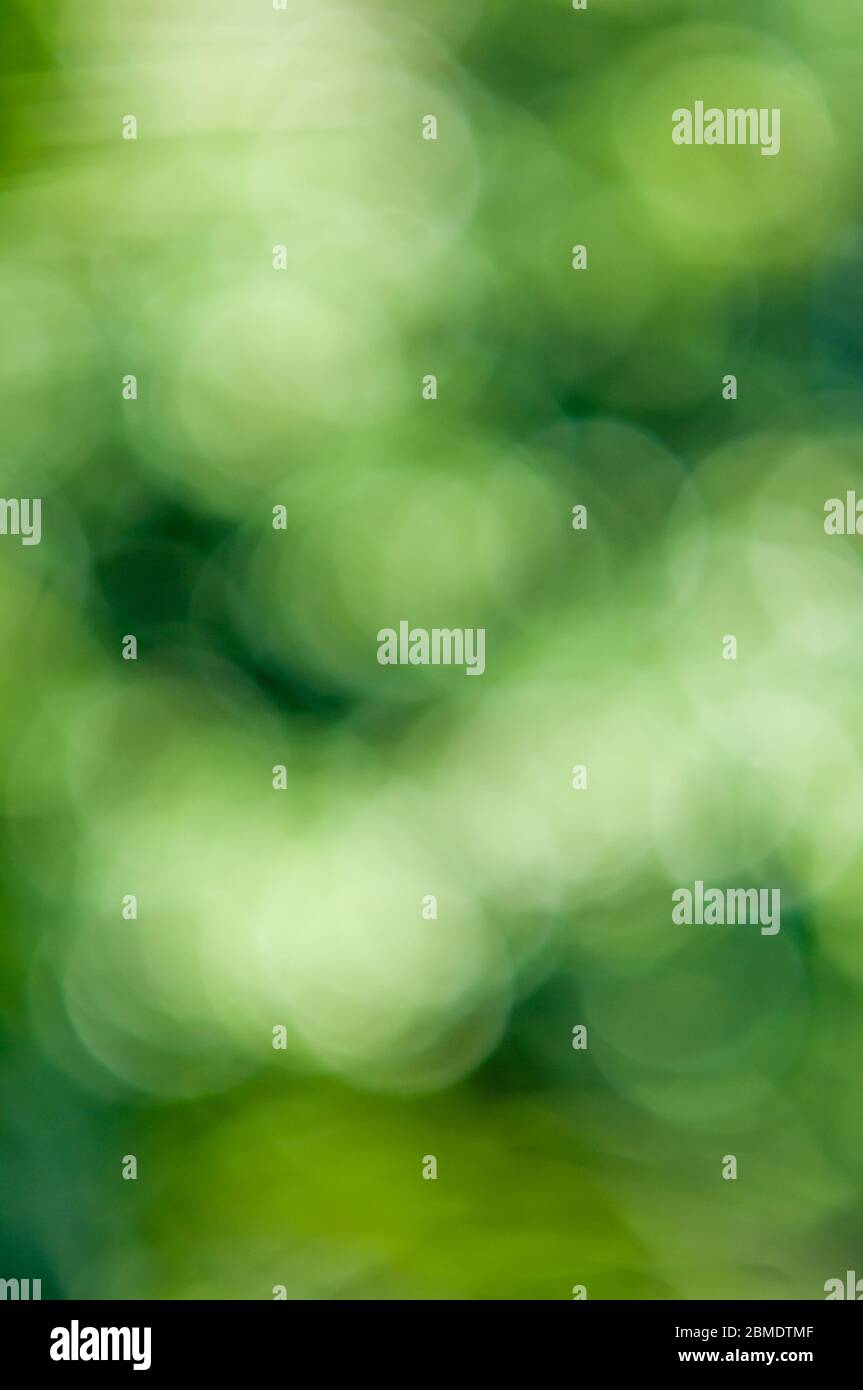 Green Bokeh, Bright defocused foliage background Stock Photo