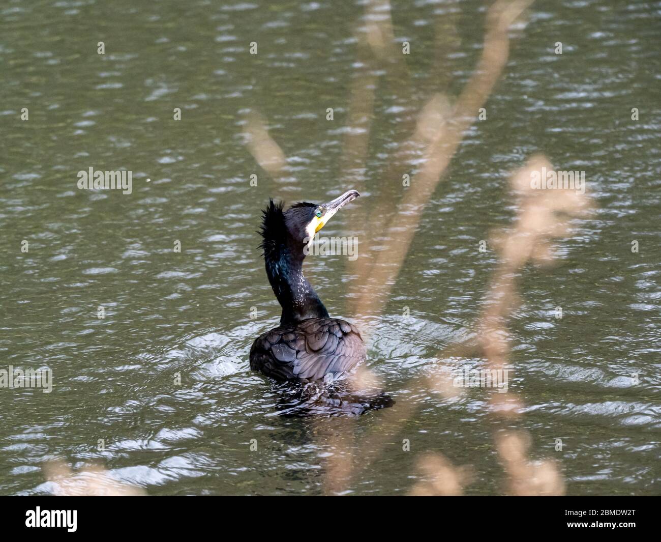 A Black Japanese Cormorant Phalacrocorax Capillatus Swims In The