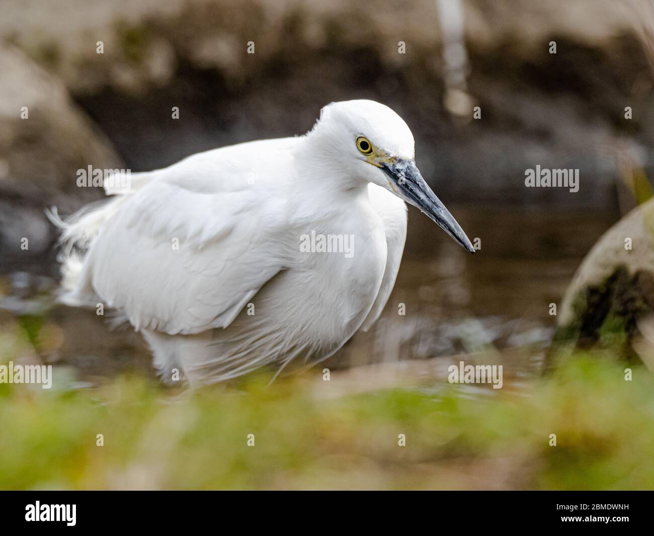 A white little egret, Egretta garzetta, stands along the edge of a small reservoir in western Yokohama, Japan. Stock Photo