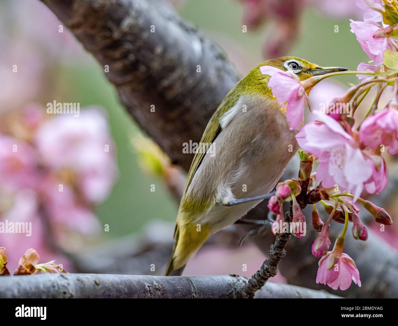 A Japanese white-eye, also called a warbling white-eye or mountain white-eye, Zosterops japonicus, perches among the the plum blossoms of early spring Stock Photo