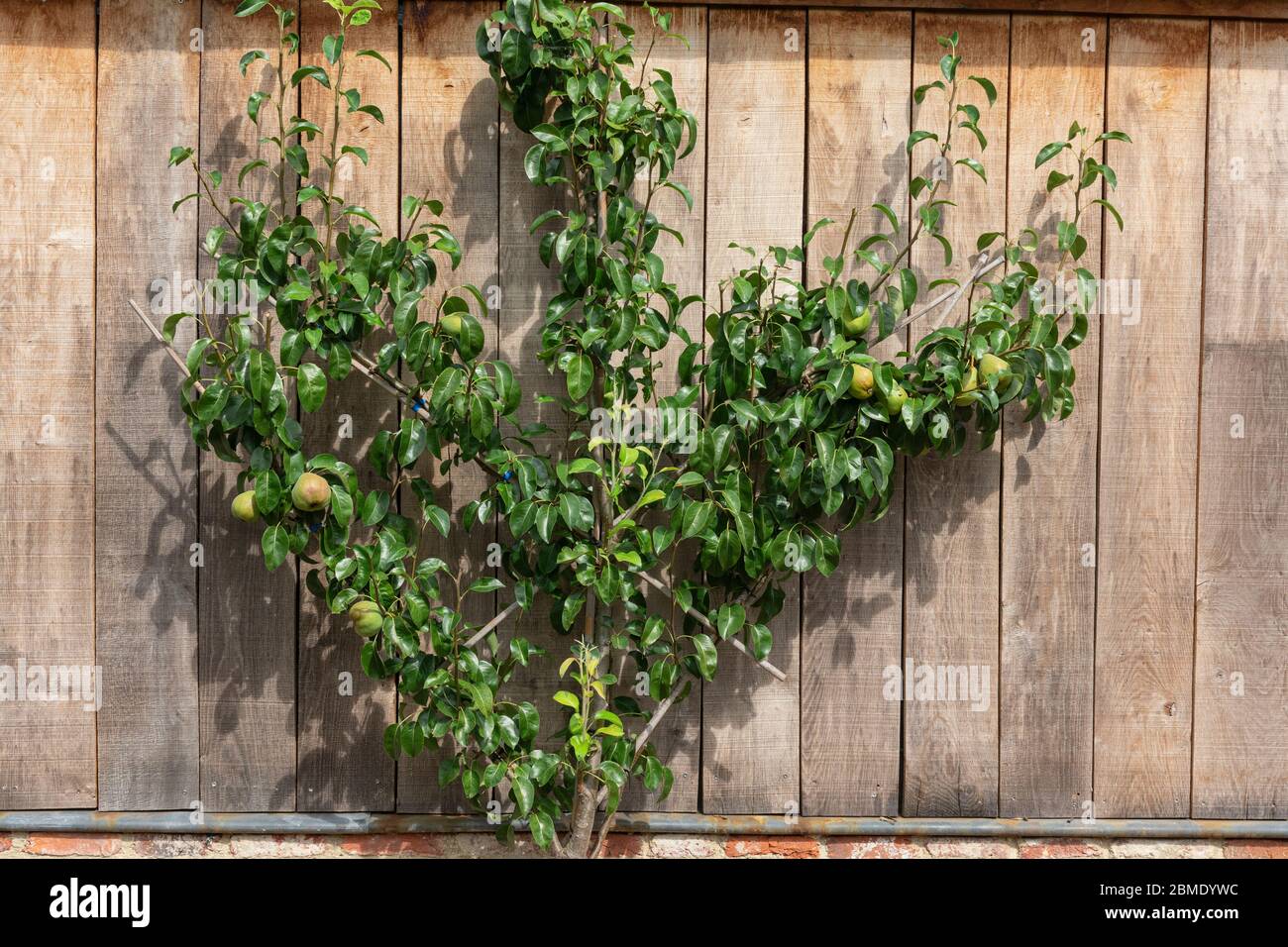 Fruit trees growing against wall hires stock photography and images