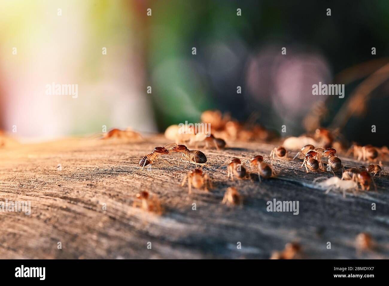 Colony Of Termite, Termites eat wood ,termites that come out to the surface after the rain fell. termite colonies mostly live below the surface of the Stock Photo